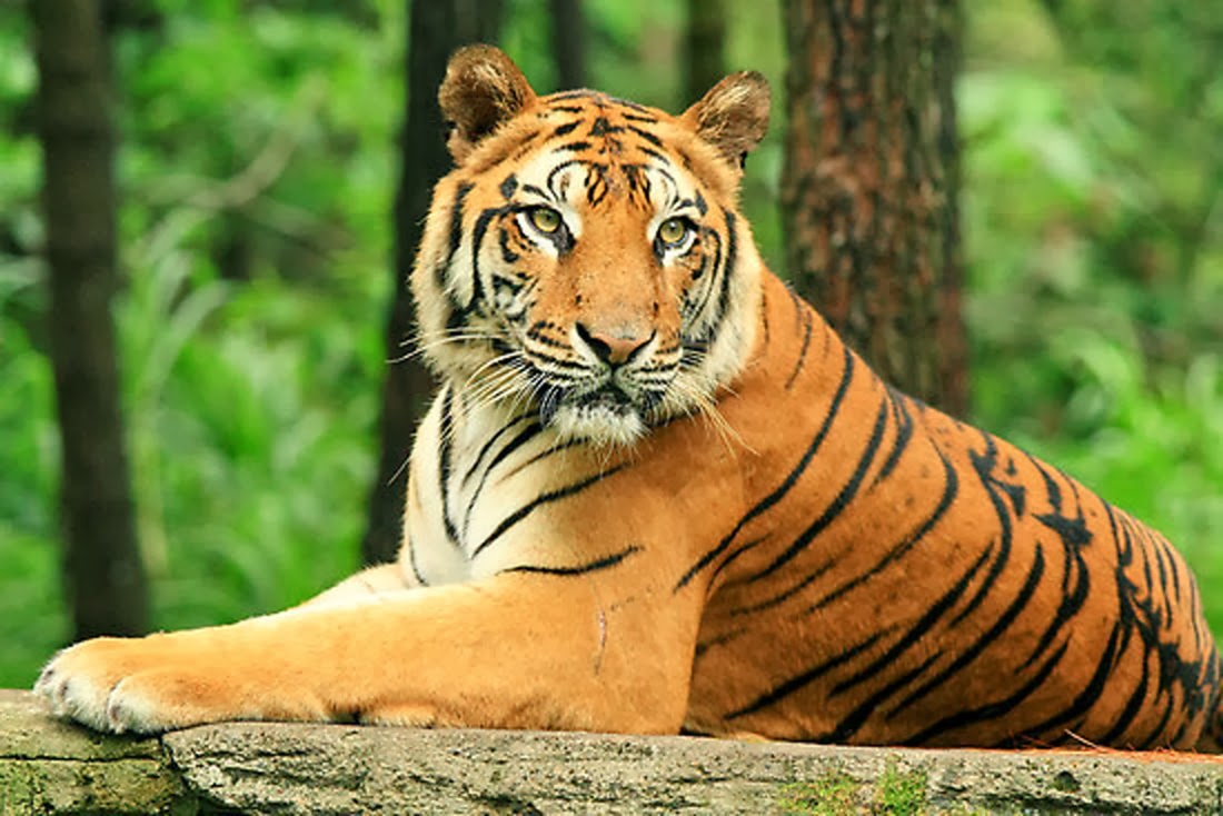 Harimau Jawa di Taman Nasional Merubetiri