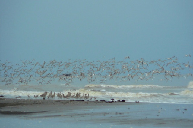 Pantai Cemara