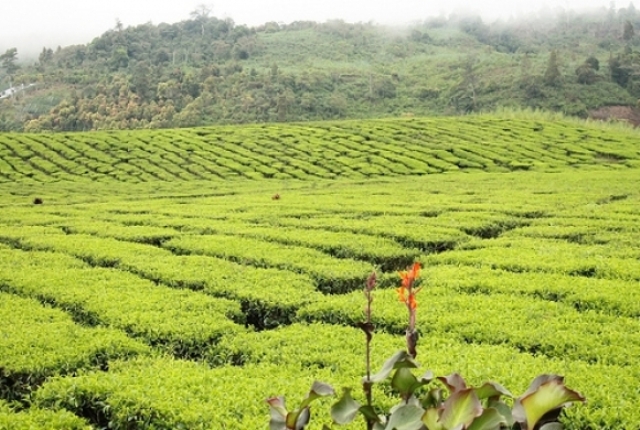 10+ Ide Foto Background Kebun Teh - Cosy Gallery