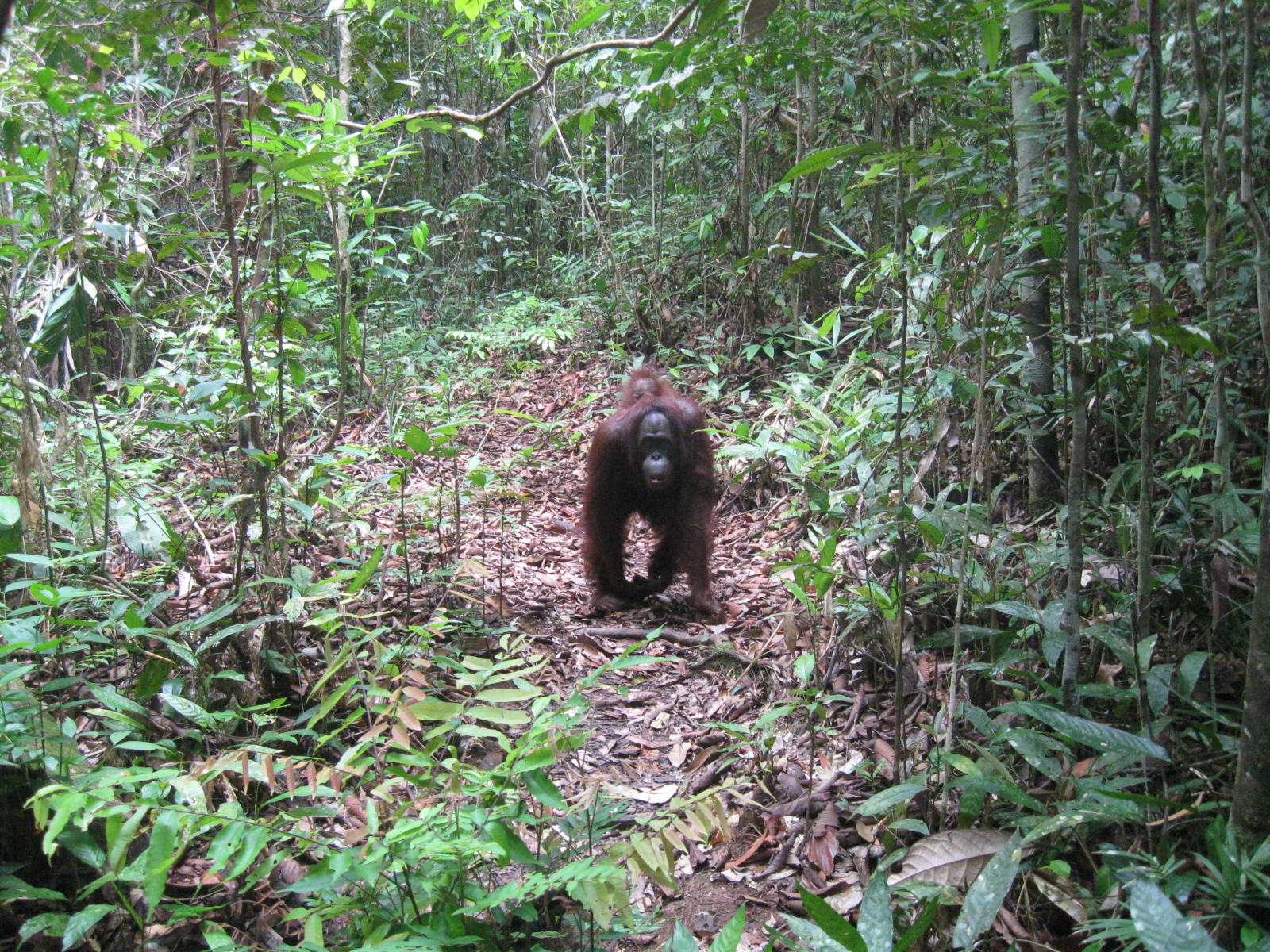 Hutan Lindung Sungai Wain