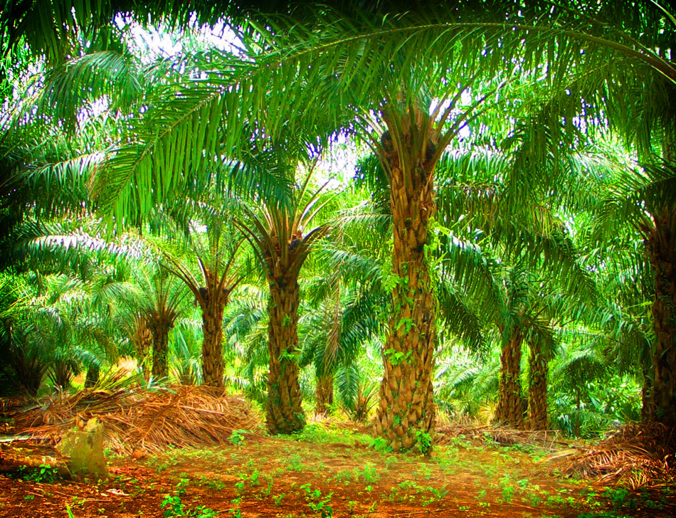 Kebun Kopi Jolong