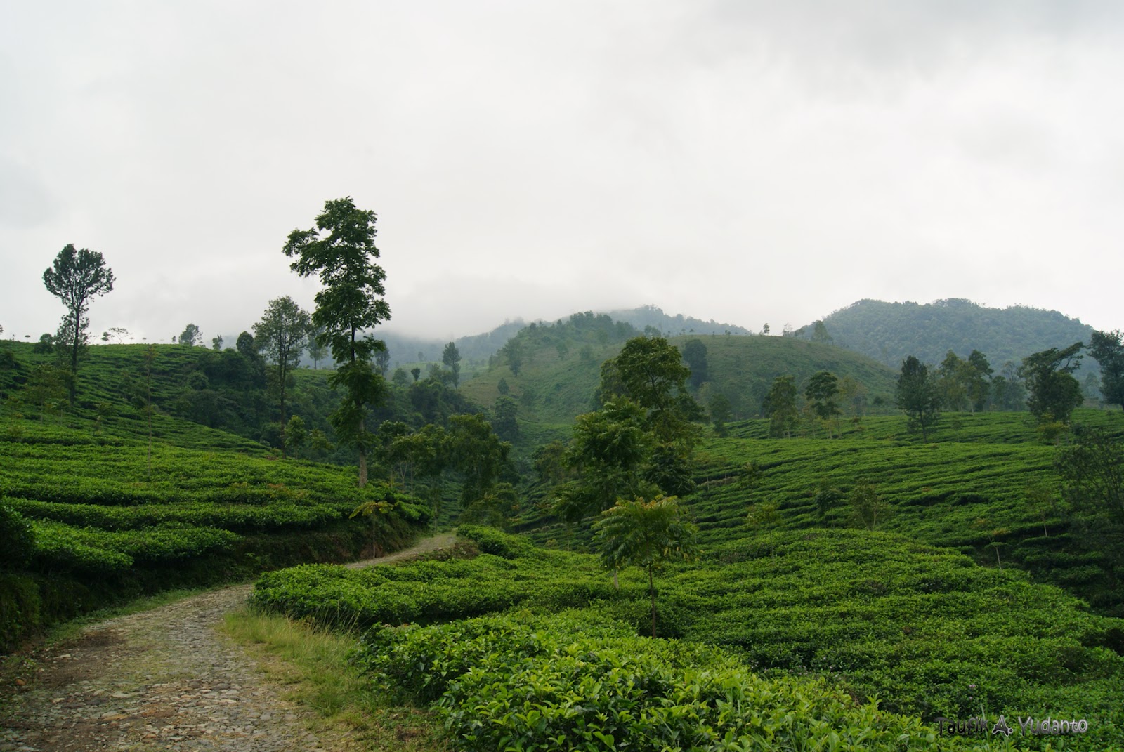 Kebun Teh Madini