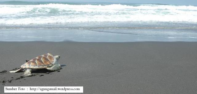 Pantai Sindangkerta