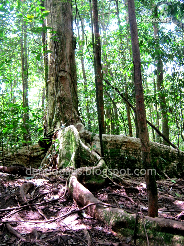 Taman Hutan Raya Bukit Barisan