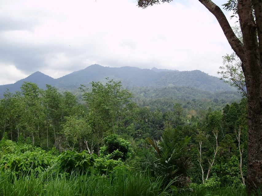 Taman Hutan Raya Gunung Betung