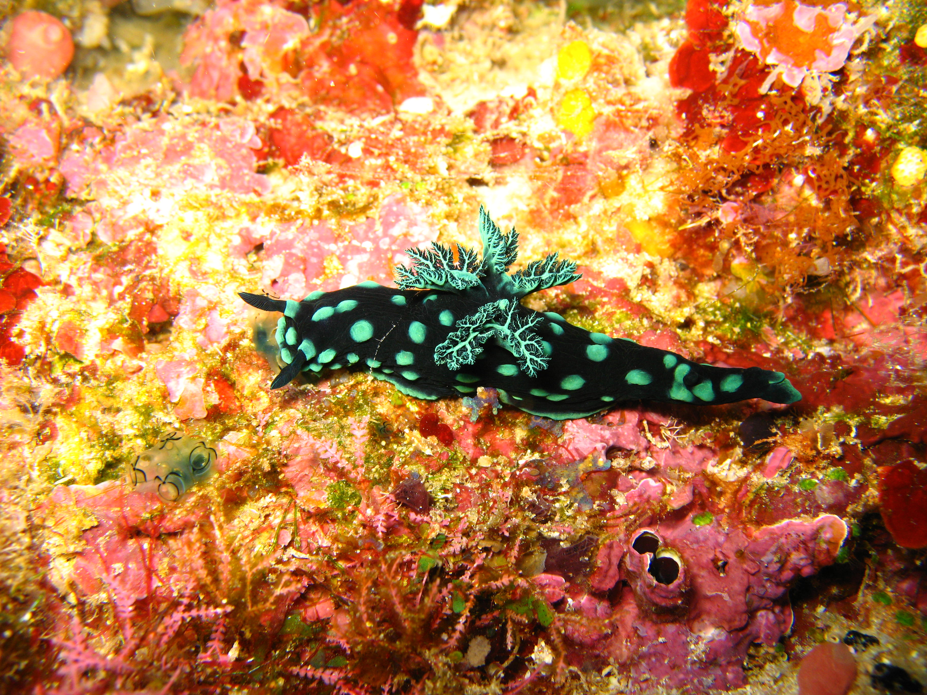 Taman Nasional Bunaken