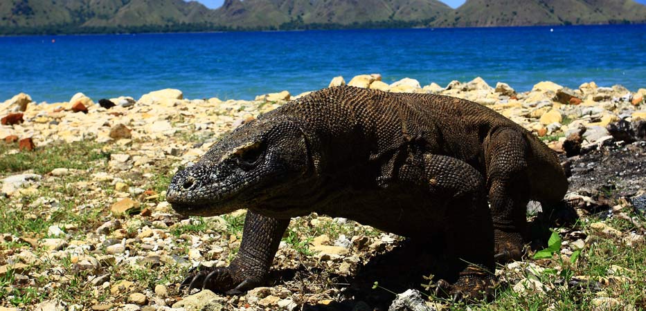 Taman Nasional Komodo