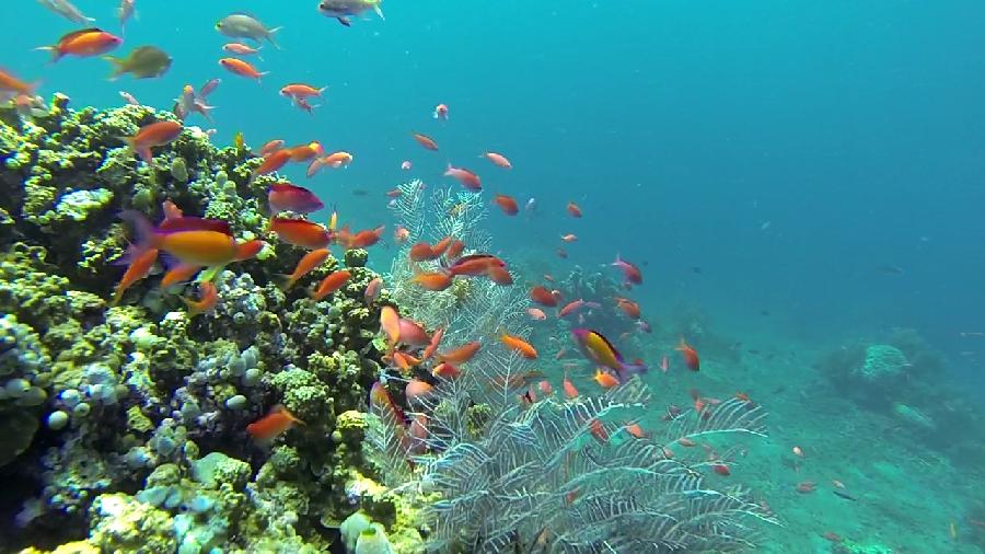 Image result for snorkeling amed