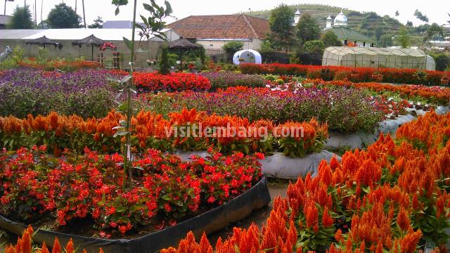 Taman Bunga Begonia Dan Floating Market Lembang Bandung