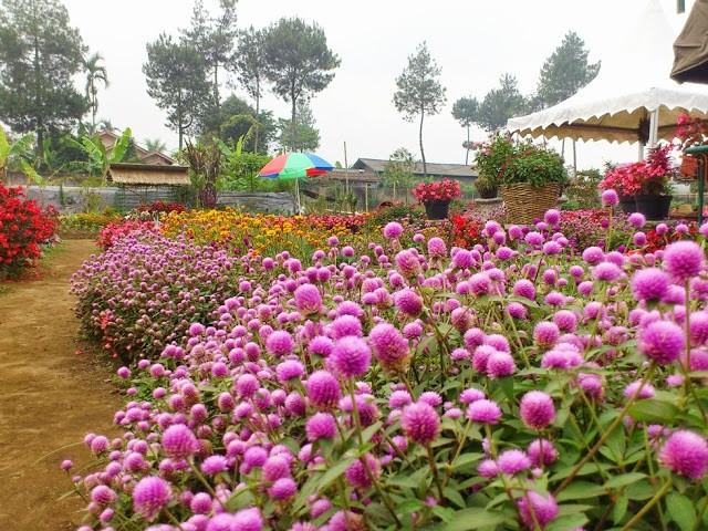 Open Trip Maribaya Taman Begonia Bandung